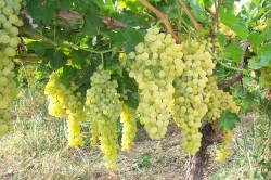 Роль элементов в виноградном растении